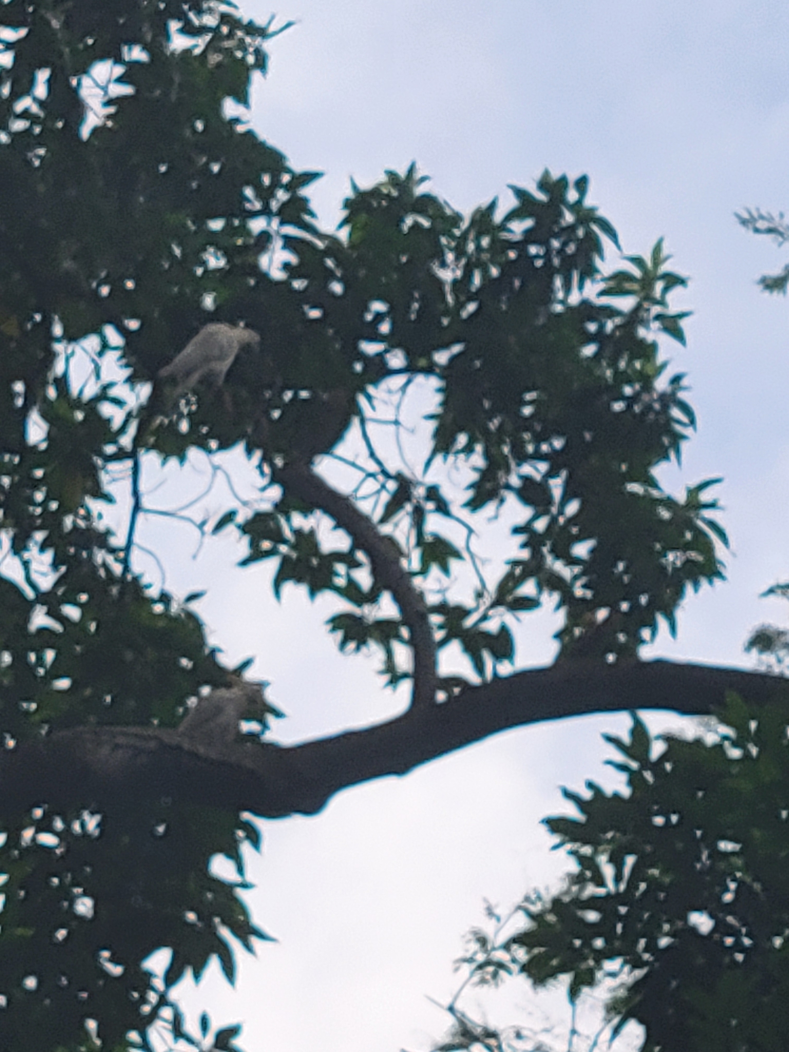 Yellow-crested Cockatoo