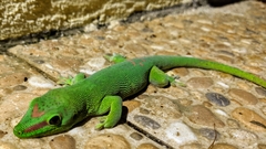Phelsuma grandis