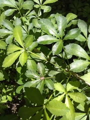 Eleutherococcus sieboldianus