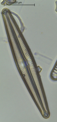Navicula lanceolata