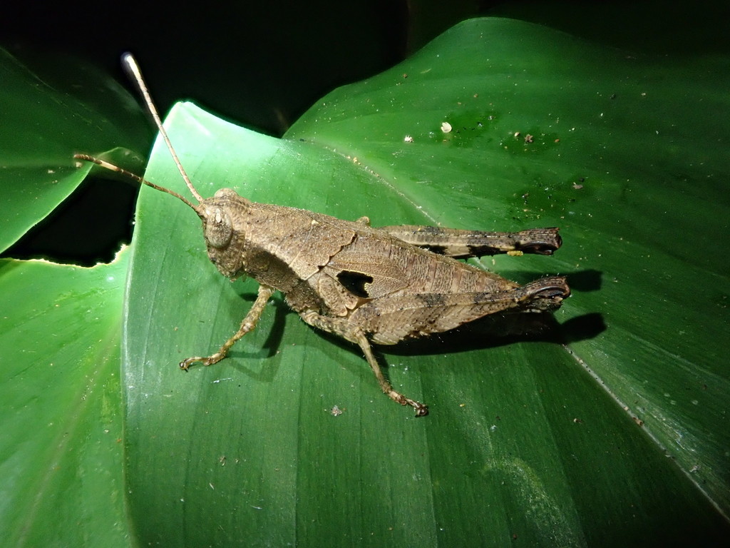 Striatosedulia