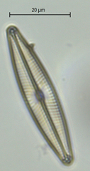 Navicula lanceolata