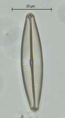 Navicula lanceolata