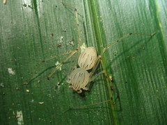 Scytodes pallida