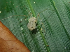 Scytodes pallida