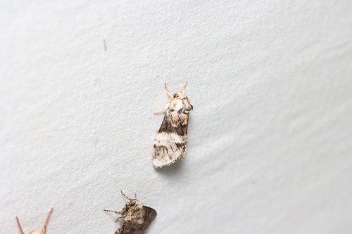 Marbled Brown, Kalenberg, Nederland, photo 5 of 10