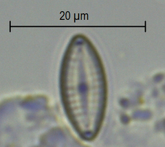 Navicula menisculus