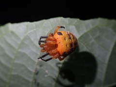 Acusilas malaccensis