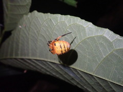 Acusilas malaccensis