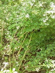 Eleutherococcus sieboldianus