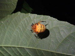 Acusilas malaccensis