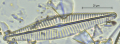 Navicula rhynchocephala