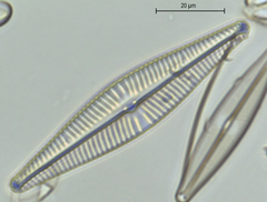 Navicula rhynchocephala