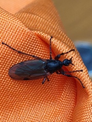 Bibionidae