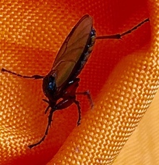 Bibionidae