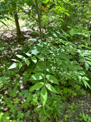 Image of Zanthoxylum simulans by (c) jimsox, some rights reserved (CC BY)