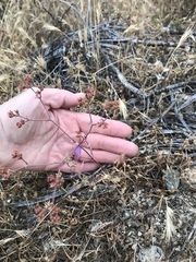 Chorizanthe staticoides