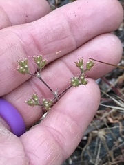 Chorizanthe staticoides