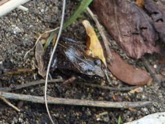 Arthroleptis xenodactyloides