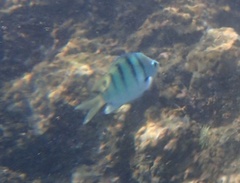 Abudefduf abdominalis