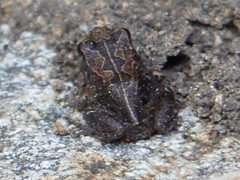 Arthroleptis xenodactyloides