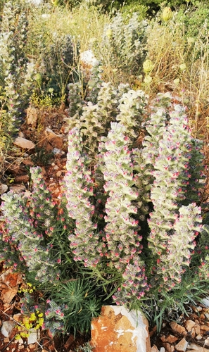 Image of Echium albicans by (c) Sigitas Juzėnas, some rights reserved (CC BY)