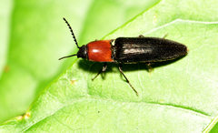 Ludioschema obscuripes