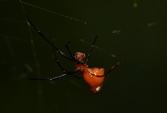 Argyrodes miniaceus