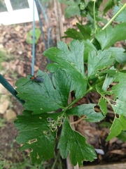 Plecia americana