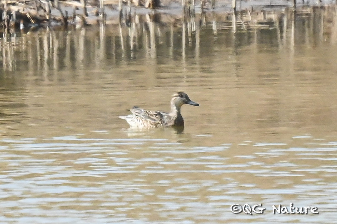 Garganey