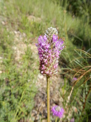 Dalea tenuis