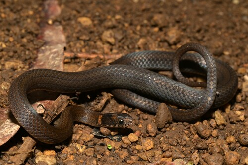 Photo of a Forest Marsh Snake (Natriciteres sylvatica)