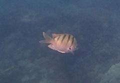 Abudefduf abdominalis