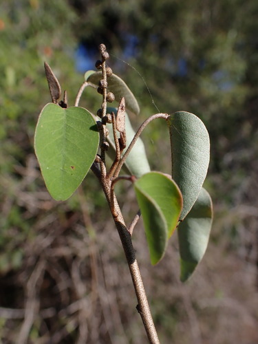 Croton miarensis