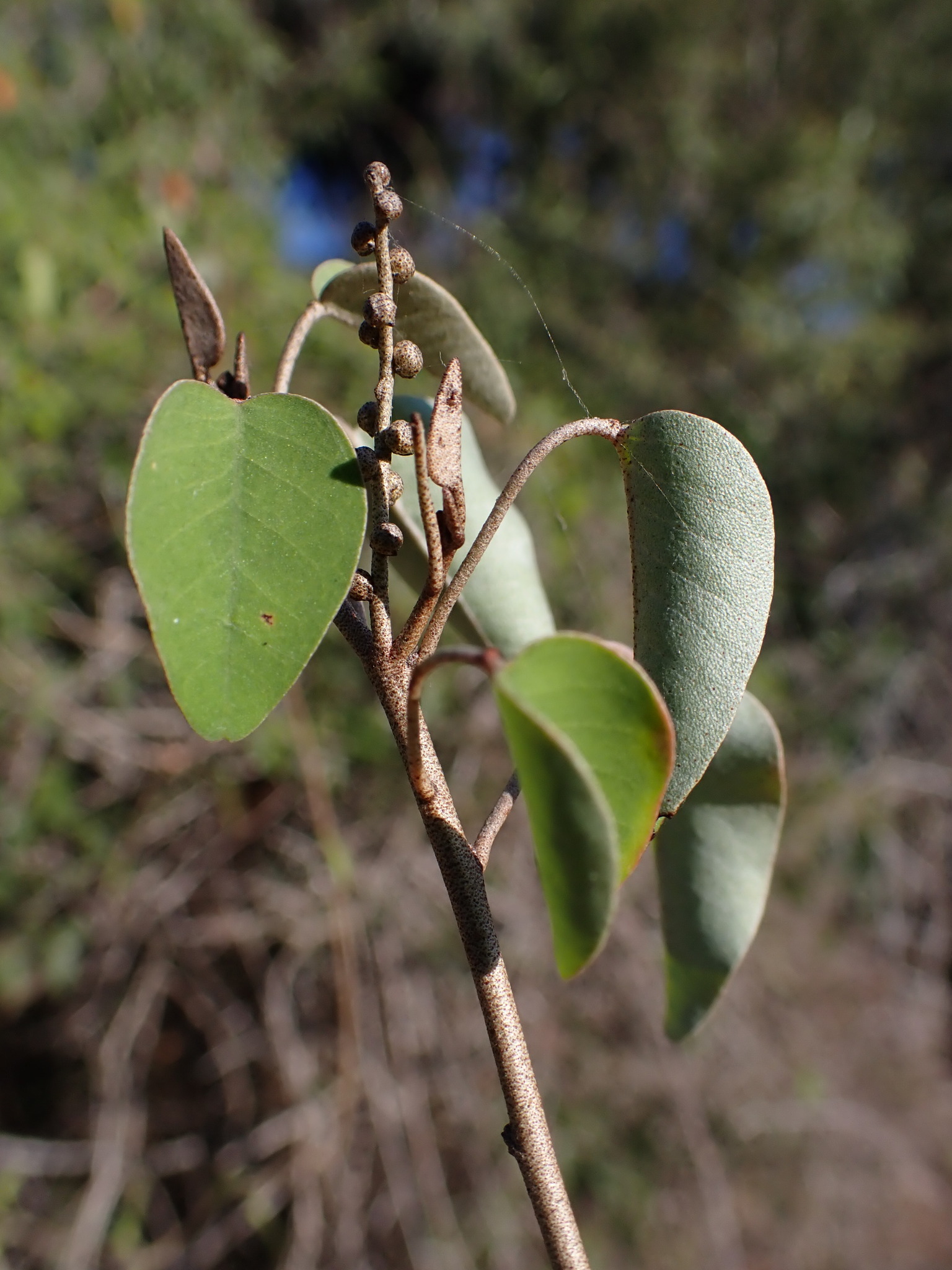 Croton miarensis