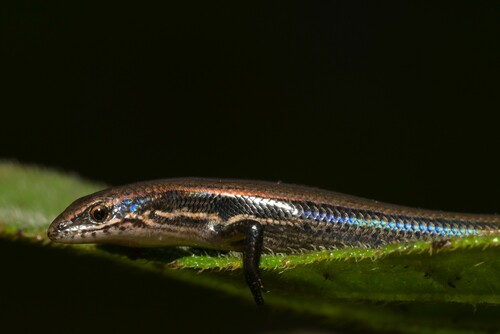 Angolan Snake-eyed Skink, Panaspis wahlbergii