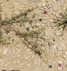Dalea tenuis