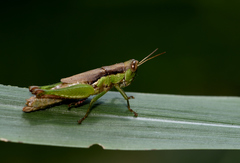 Pseudoxya diminuta