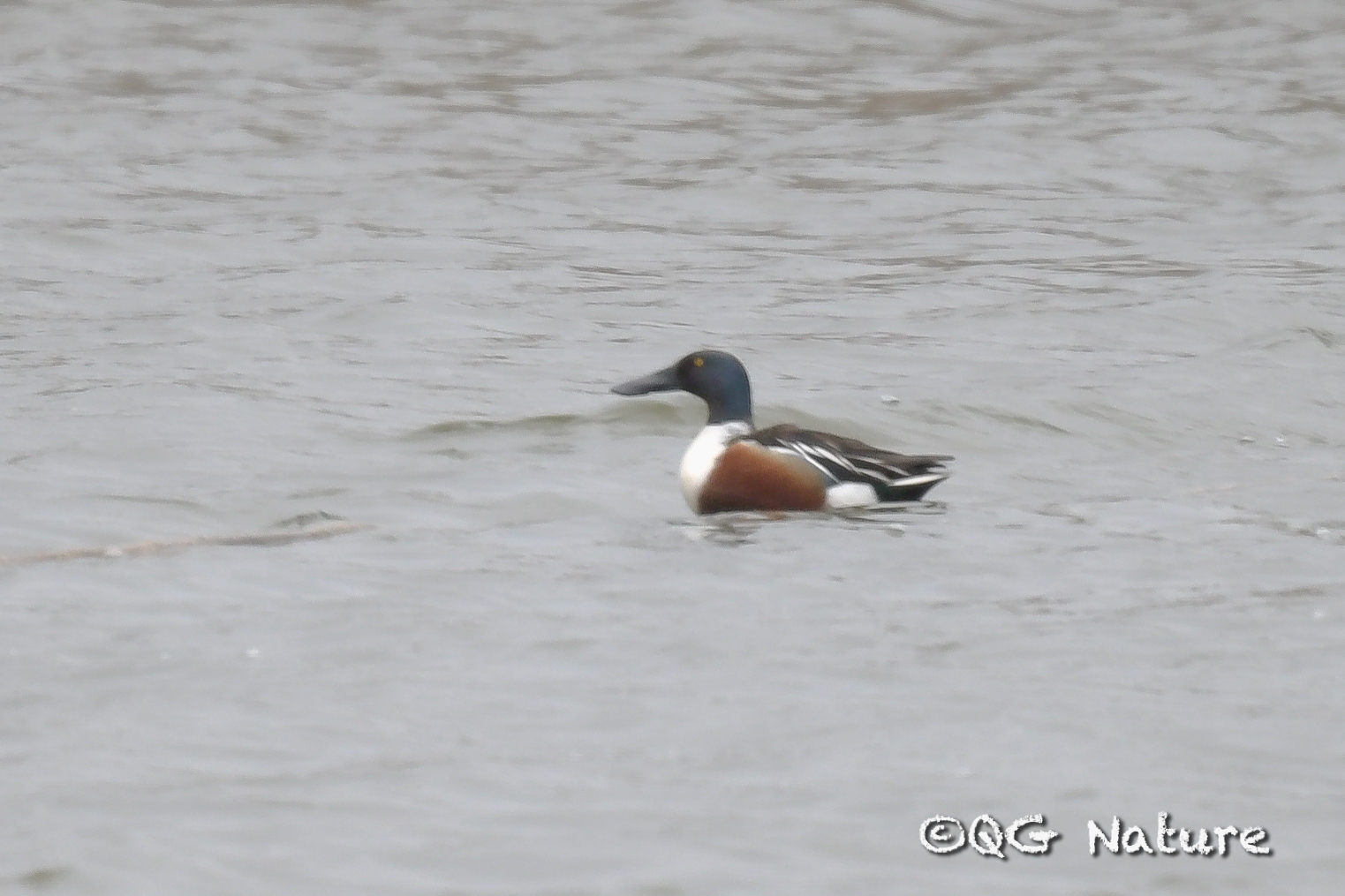 Northern Shoveler