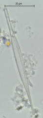 Nitzschia acicularis