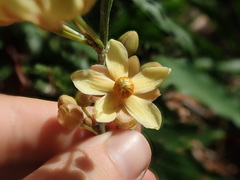 Campylospermum serratum
