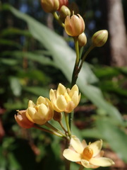 Campylospermum serratum