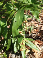 Campylospermum serratum