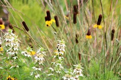 Ratibida peduncularis