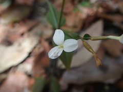 Chiretta (Canscora andrographioides)