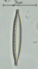 Nitzschia dissipata