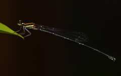 Prodasineura croconota