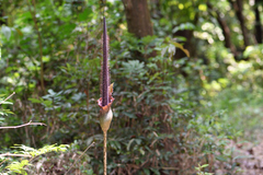 Amorphophallus hirtus
