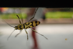 Chlorophorus miwai