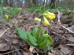 Primula veris macrocalyx